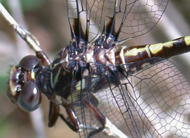 Common Sanddragon